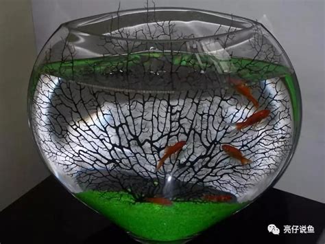 魚缸魚一直死|為什麼我養的魚老是死？養魚8種死法的正確預防方。